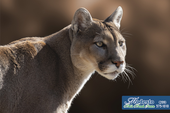 Do You Know How To Handle Mountain Lions In California?